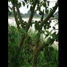 Früchte am Stamm des Baumes